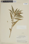Centropogon ferrugineus image