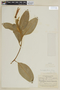 Centropogon foliosus image
