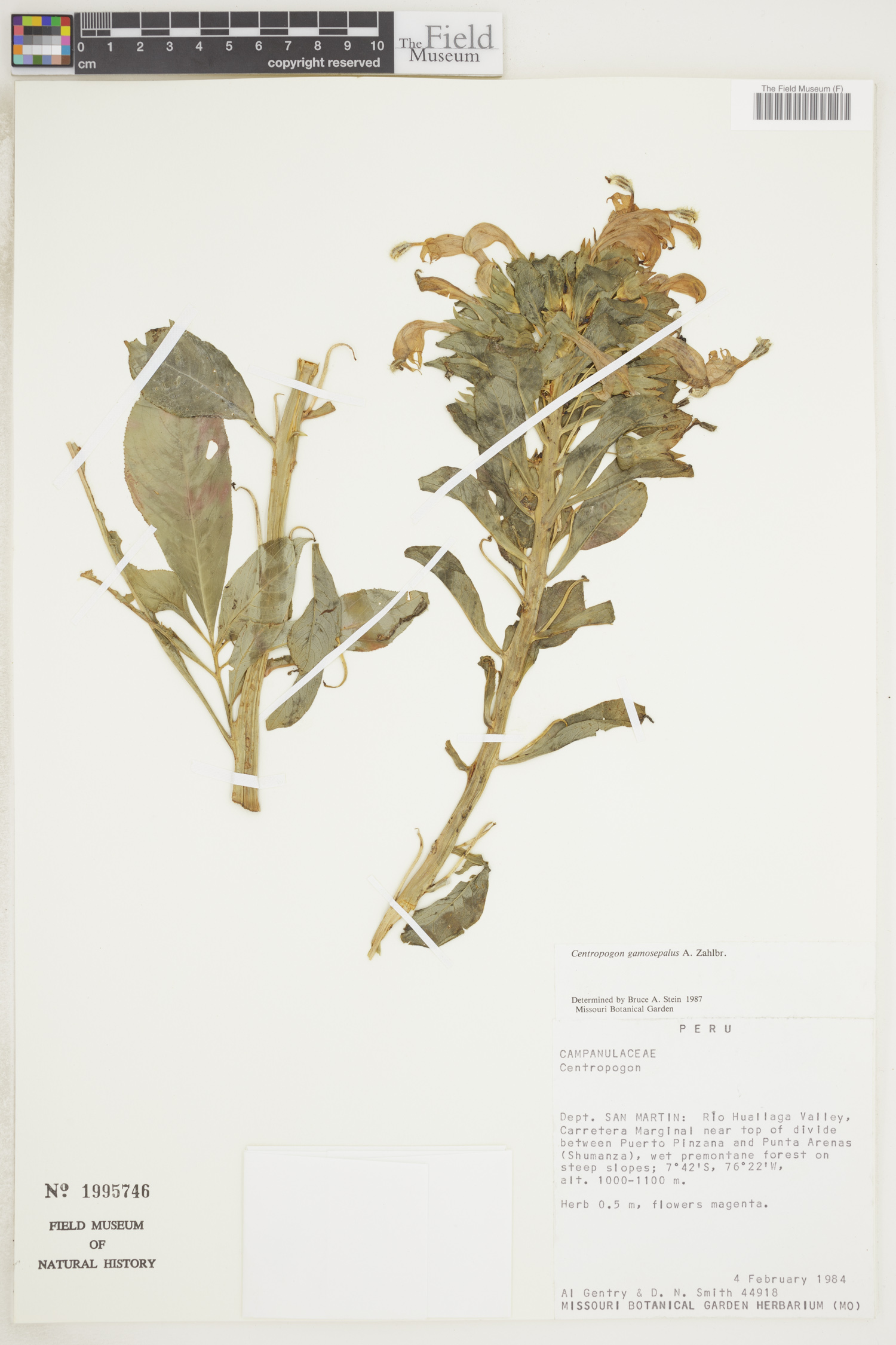 Centropogon gamosepalus image