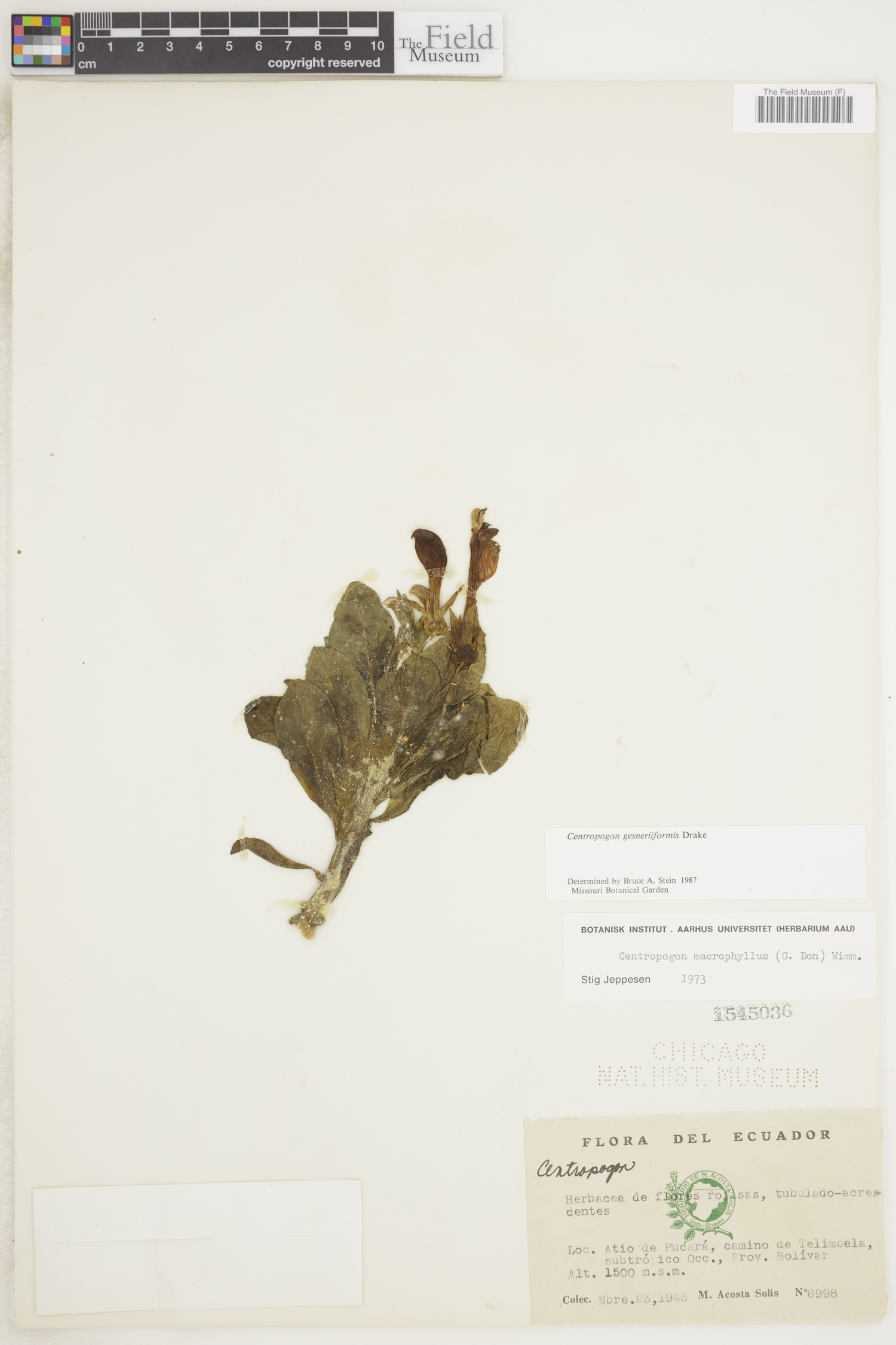 Centropogon gesneriiformis image