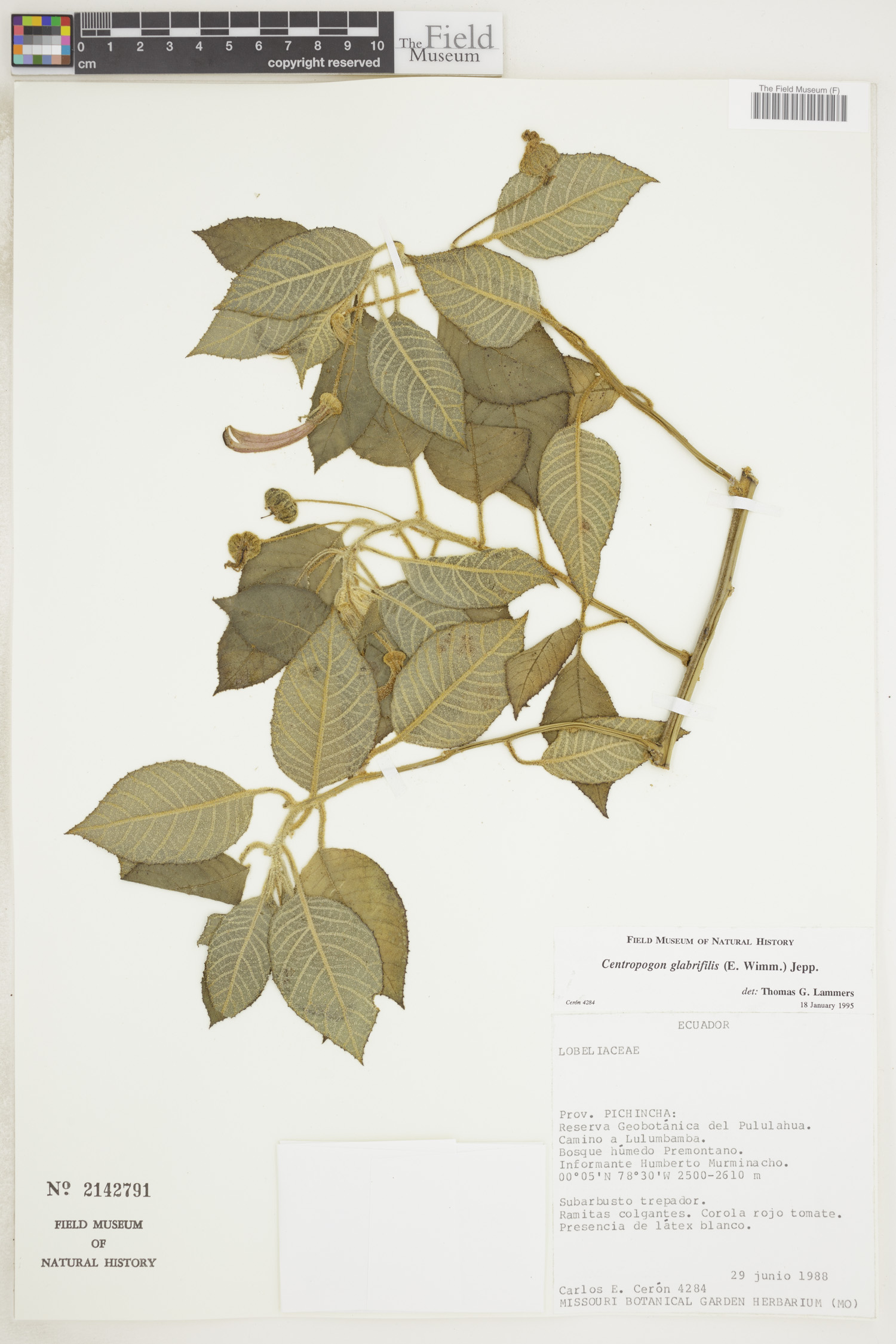 Centropogon glabrifilis image