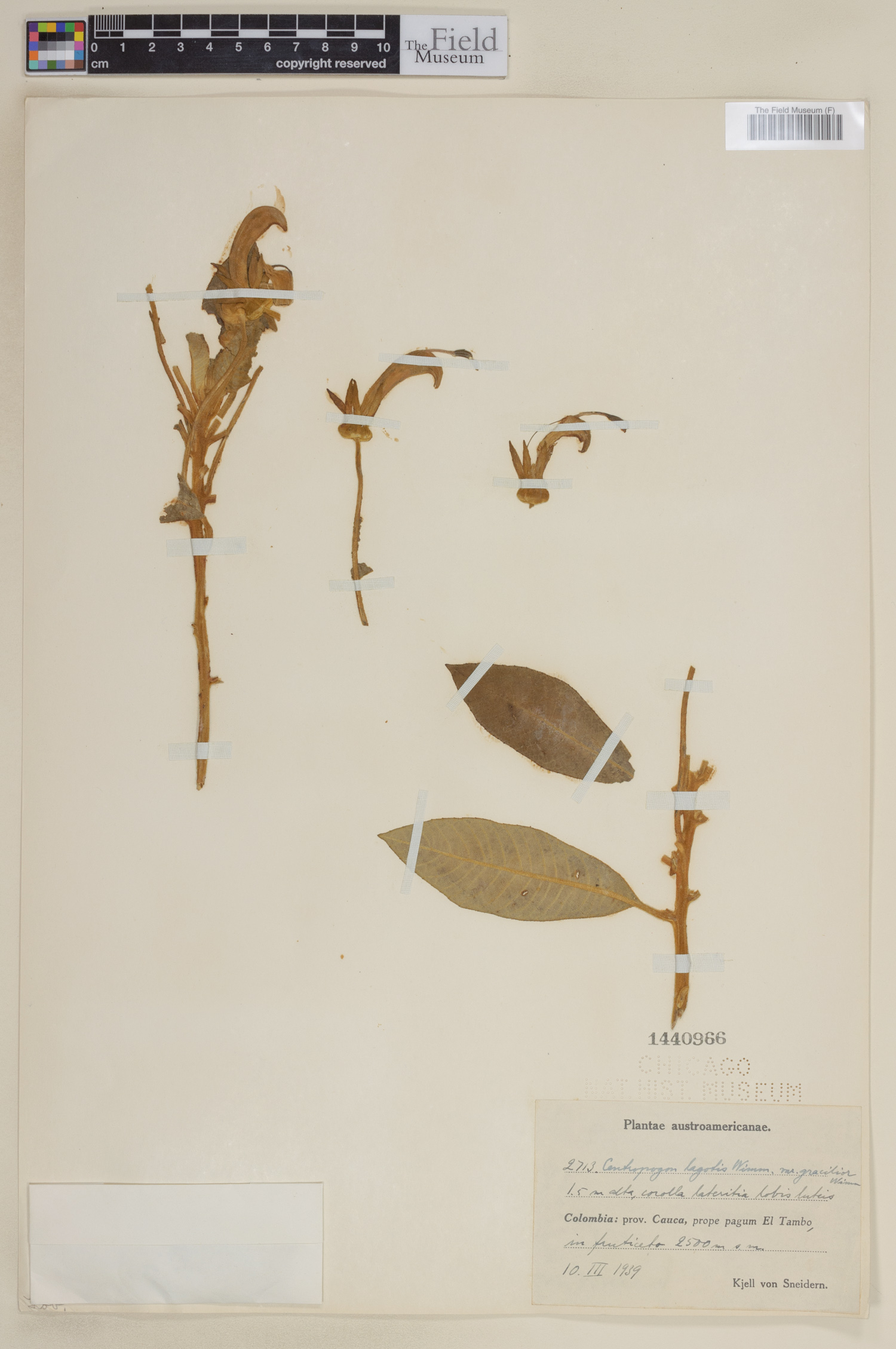 Centropogon lagotis image
