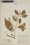 Centropogon latisepalus image