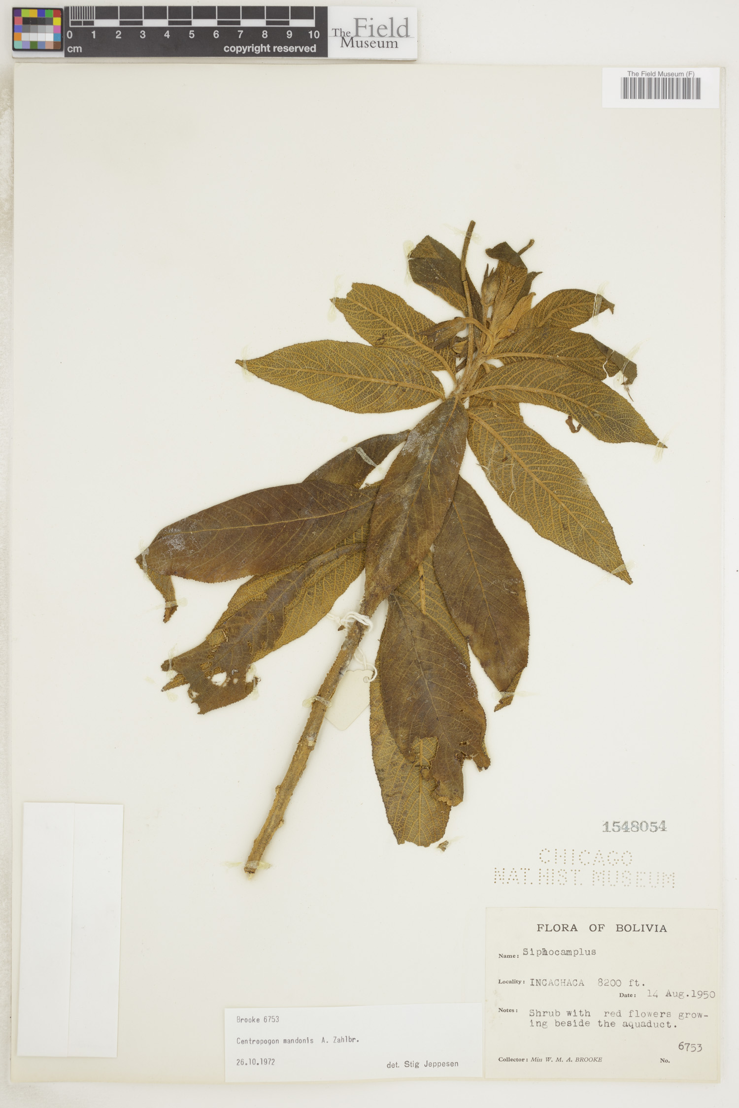Centropogon mandonis image