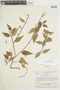 Centropogon roraimanus image