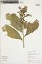 Centropogon roseus image