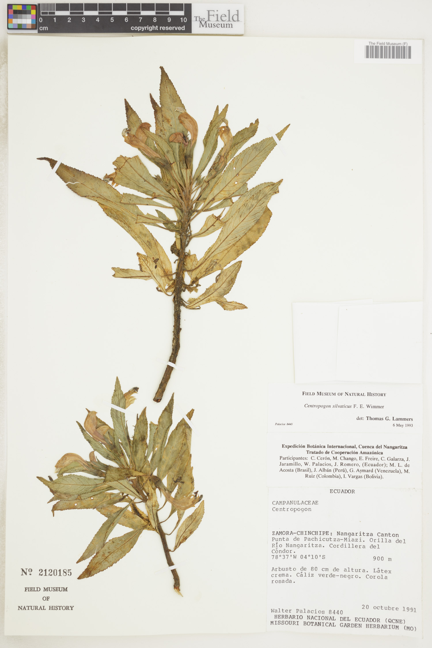 Centropogon silvaticus image