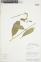 Centropogon trachyanthus image