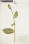Centropogon trachyanthus image