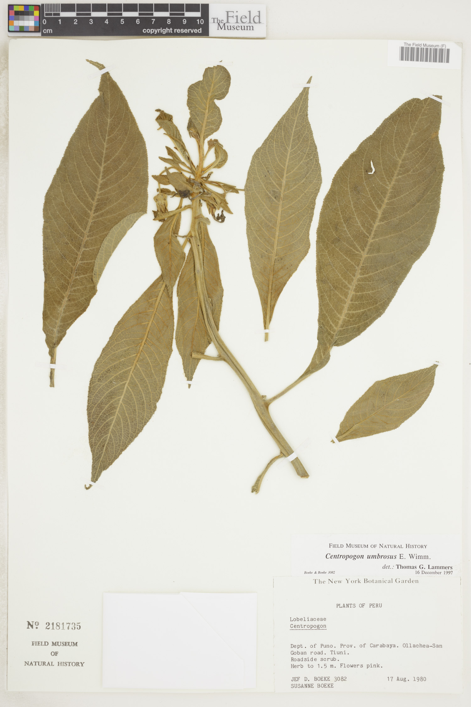 Centropogon umbrosus image