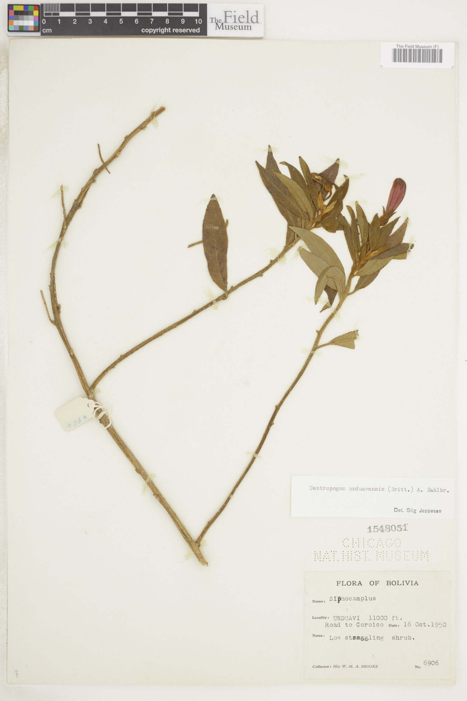 Centropogon unduavensis image