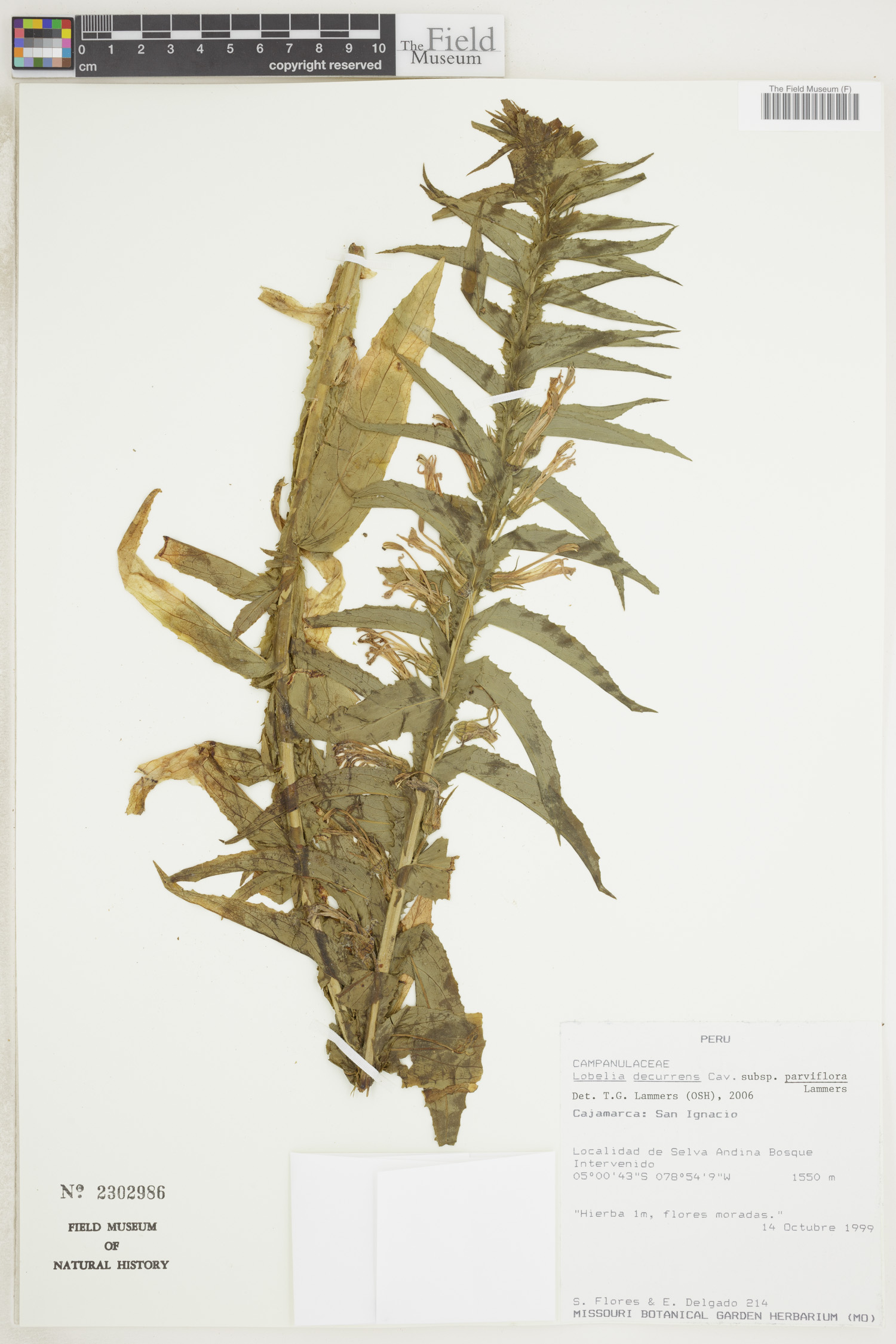 Lobelia decurrens image