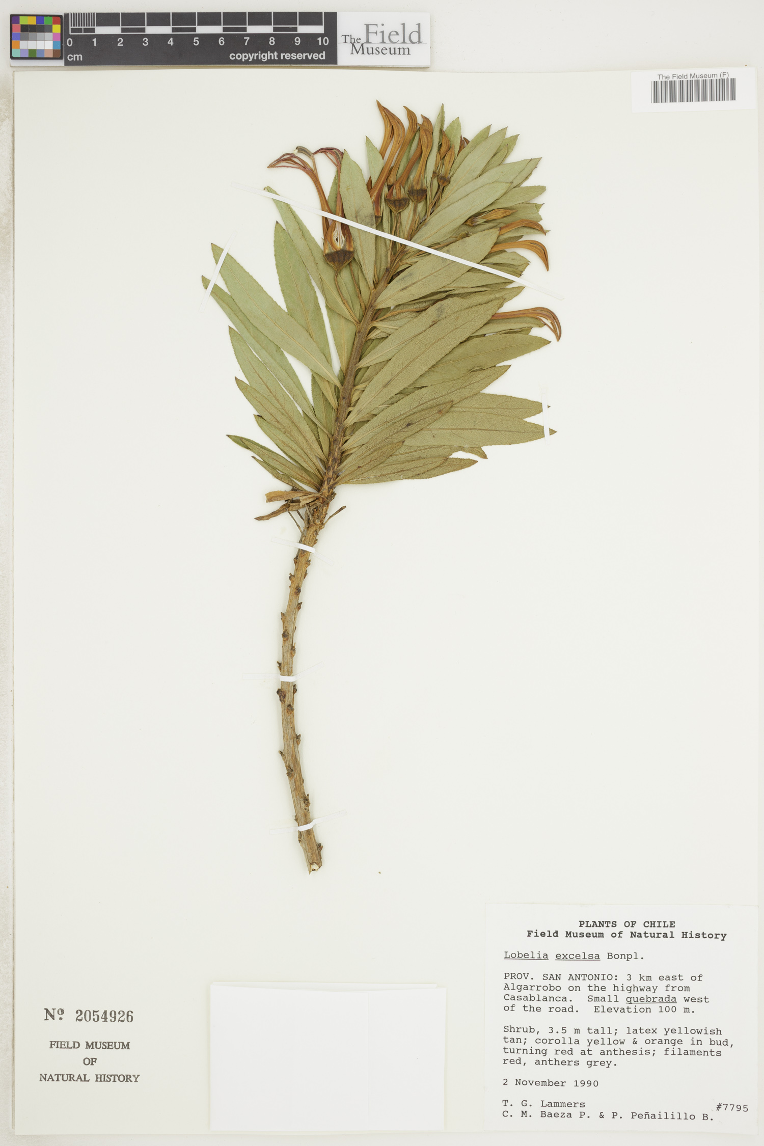 Lobelia excelsa image