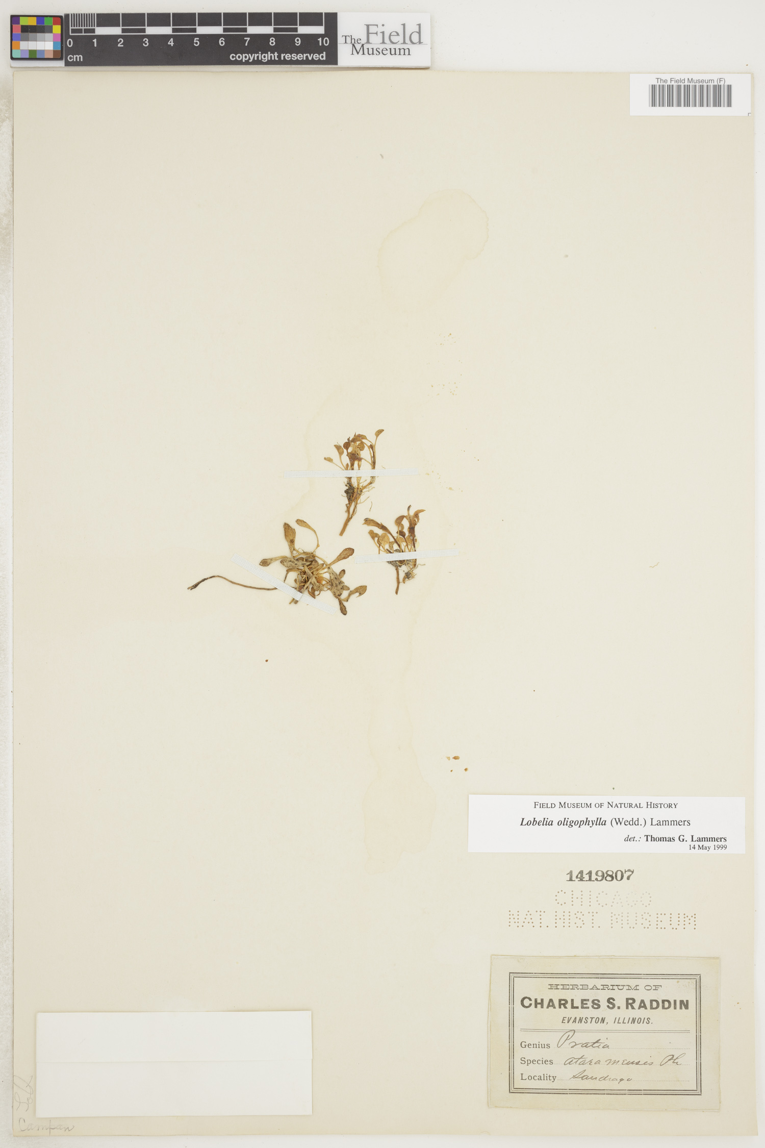 Lobelia oligophylla image