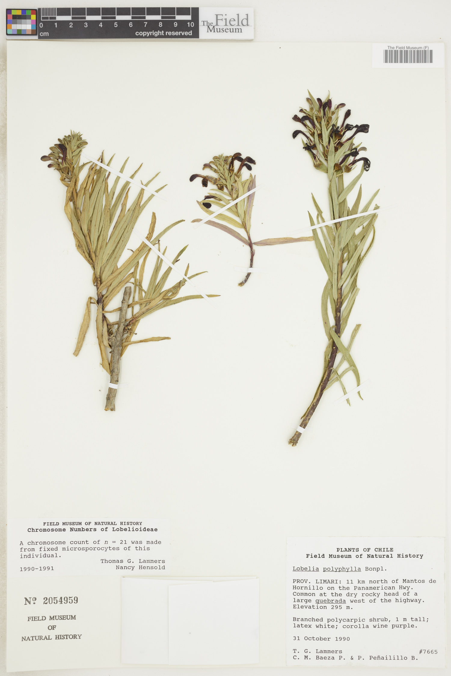 Lobelia polyphylla image