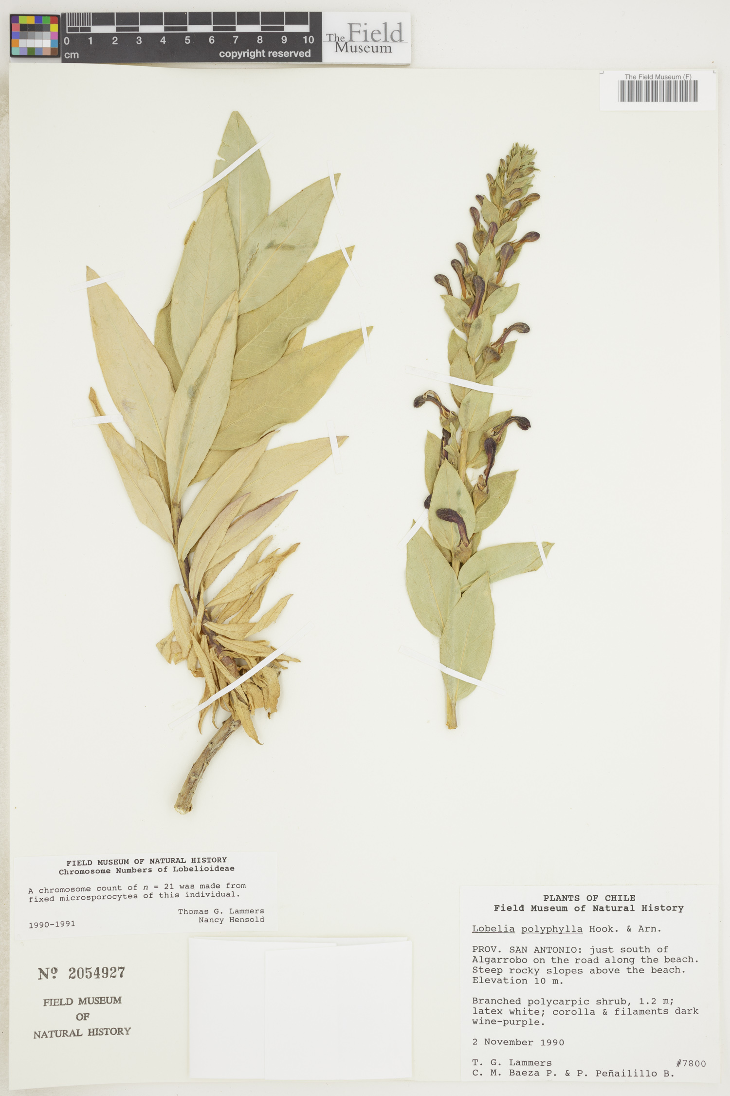 Lobelia polyphylla image