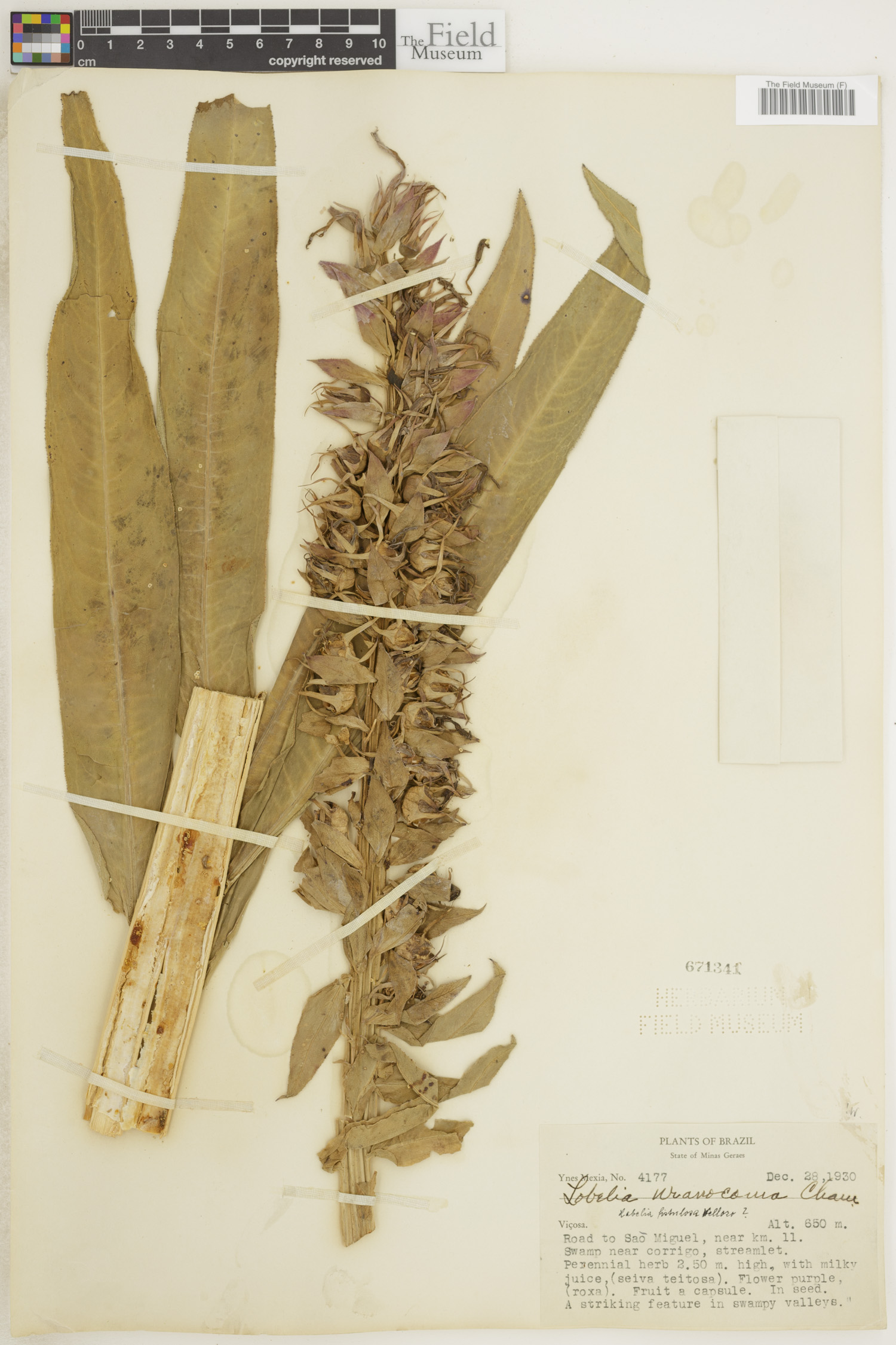 Lobelia fistulosa image