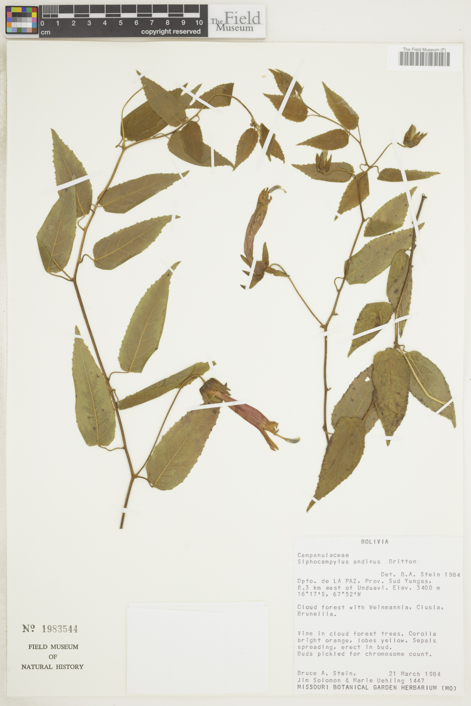 Siphocampylus andinus image
