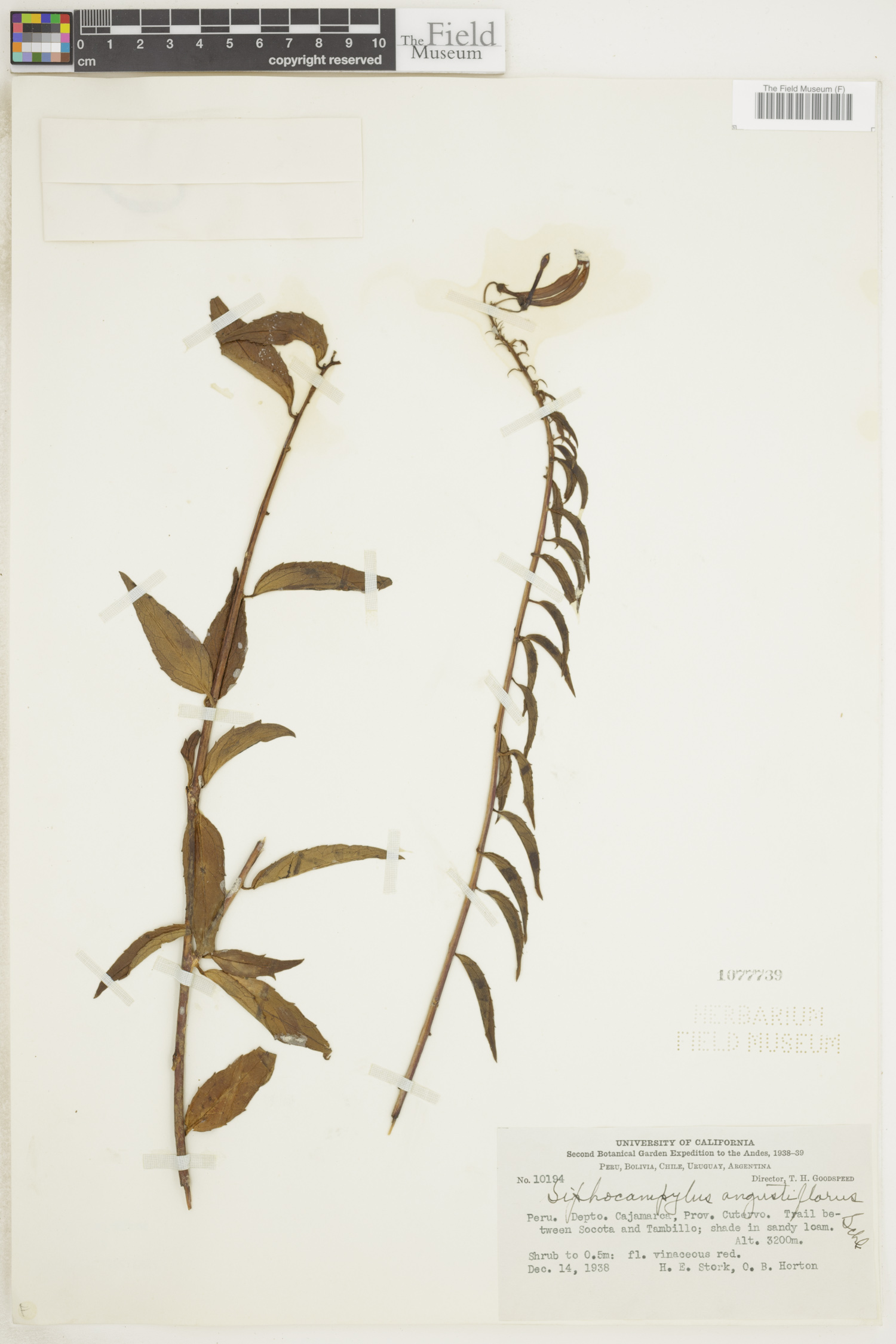 Siphocampylus angustiflorus image
