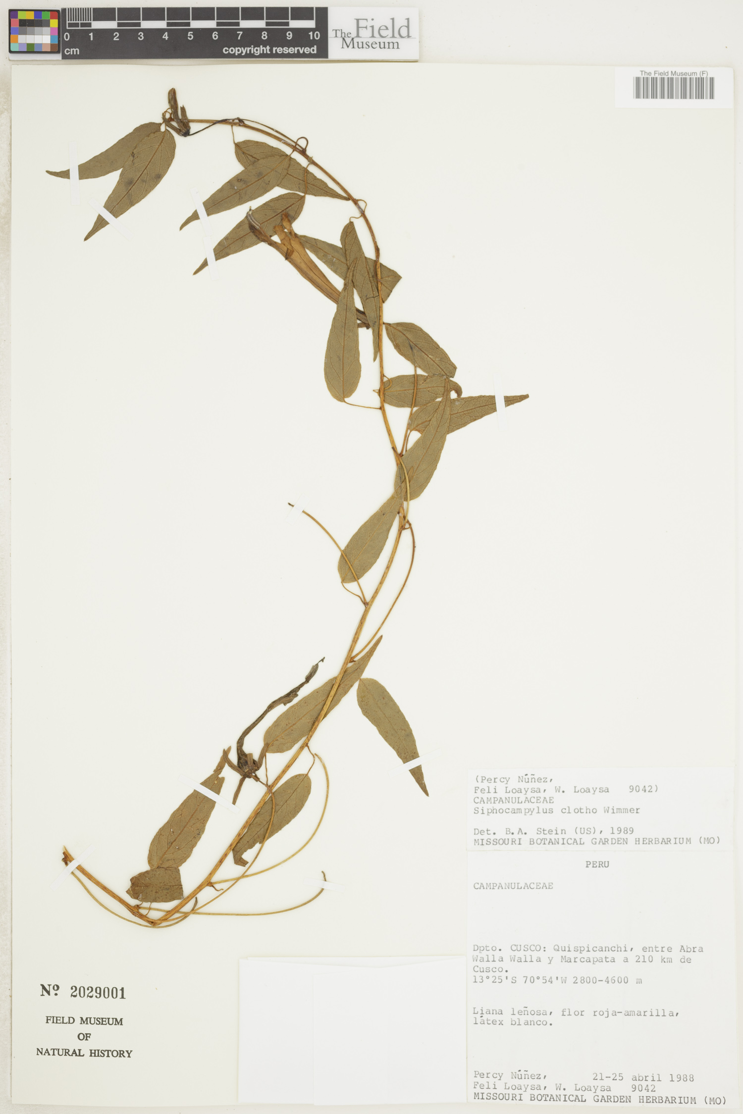 Siphocampylus clotho image