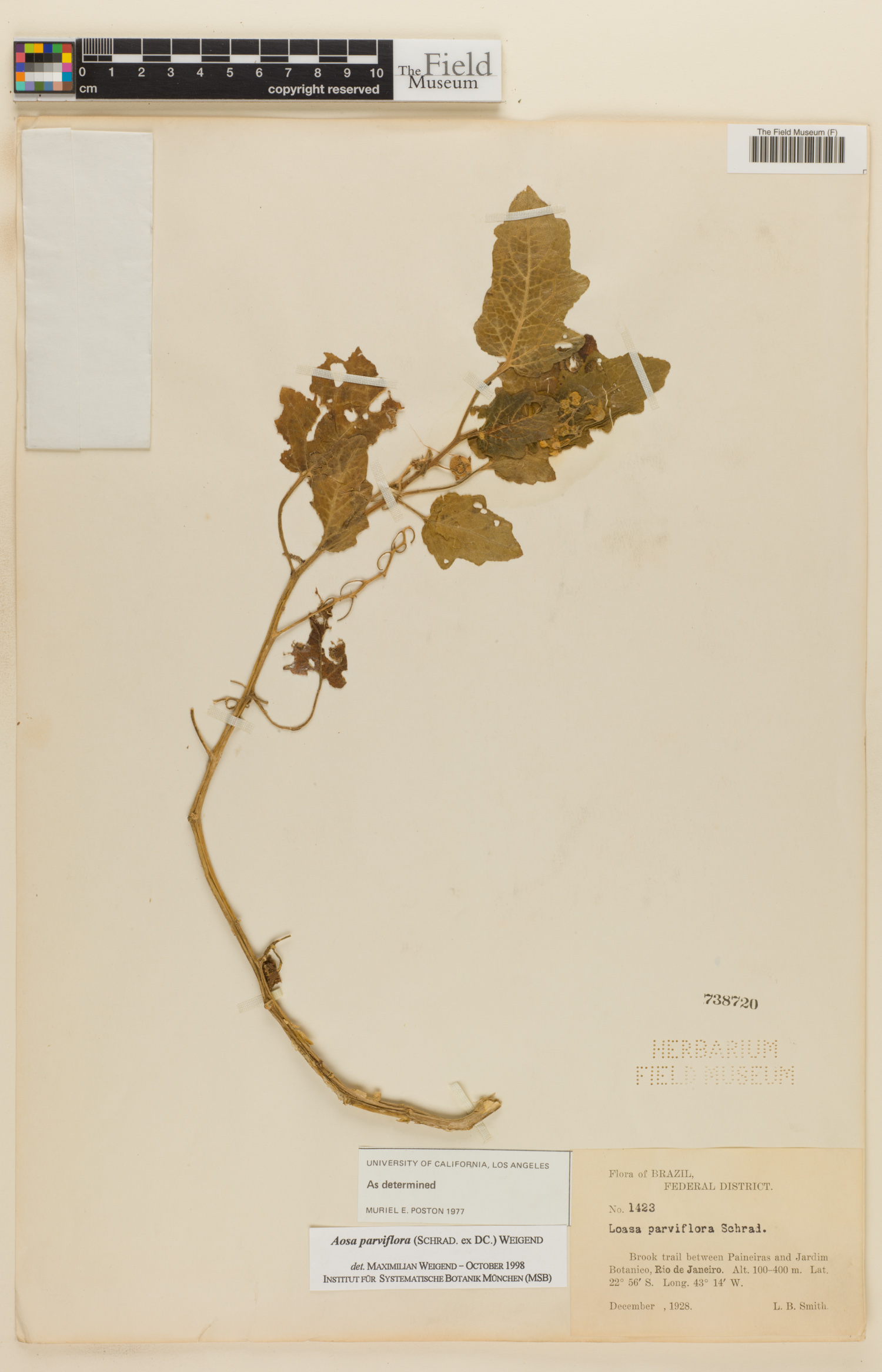 Loasa parviflora image