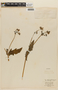 Loasa sclareifolia image