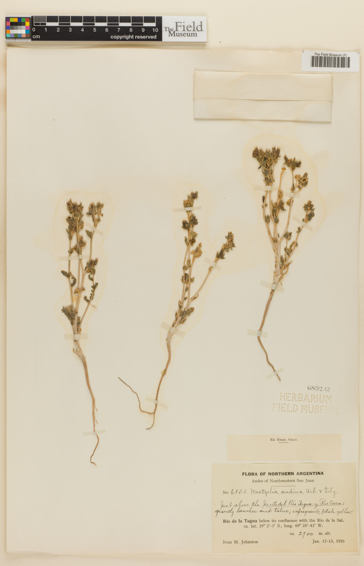 Mentzelia bartonioides image