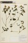 Mentzelia chilensis image