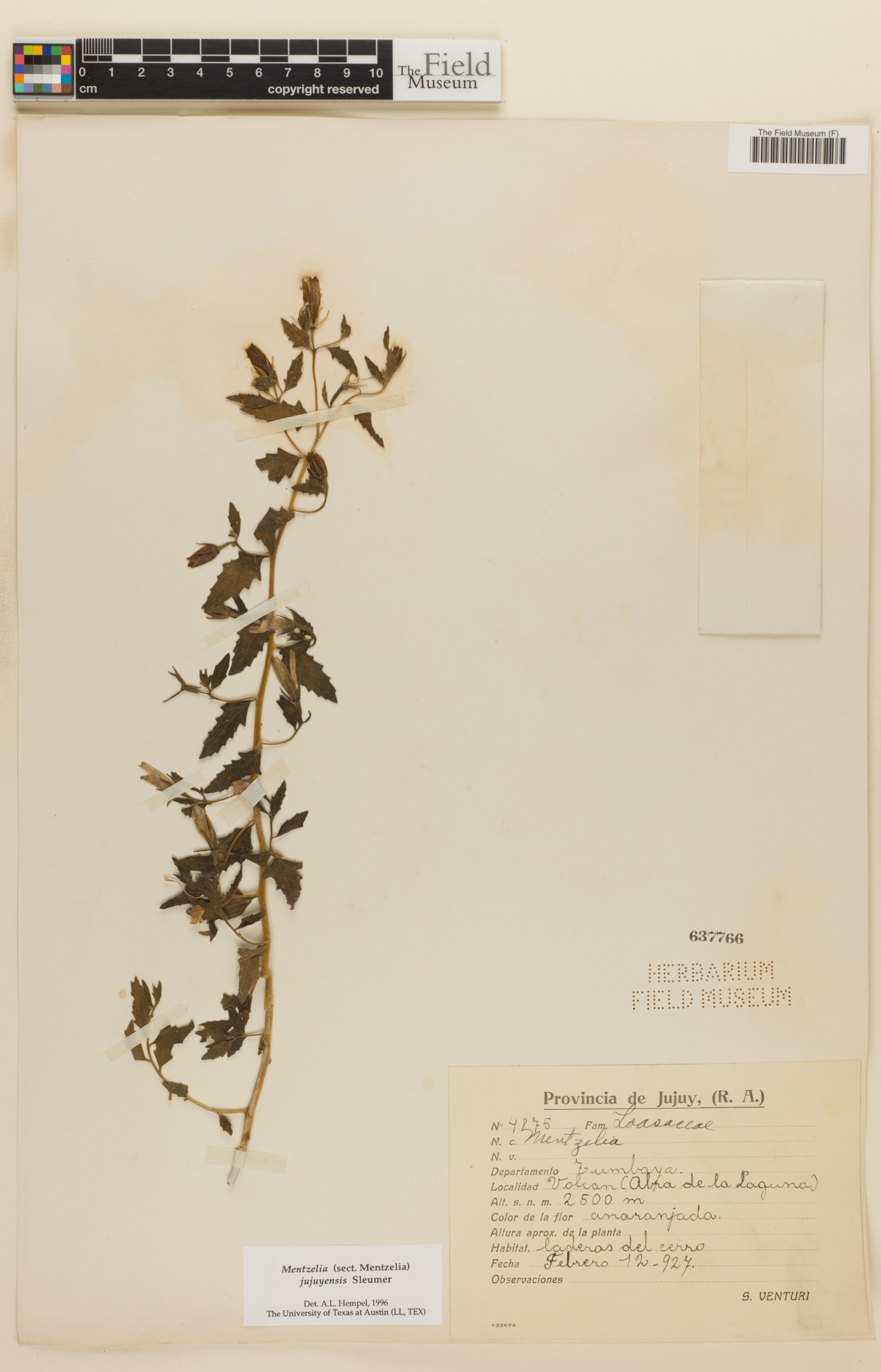 Mentzelia parvifolia image