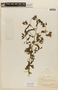 Mentzelia parvifolia image