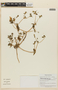 Mentzelia soratensis image