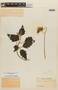 Nasa campaniflora image
