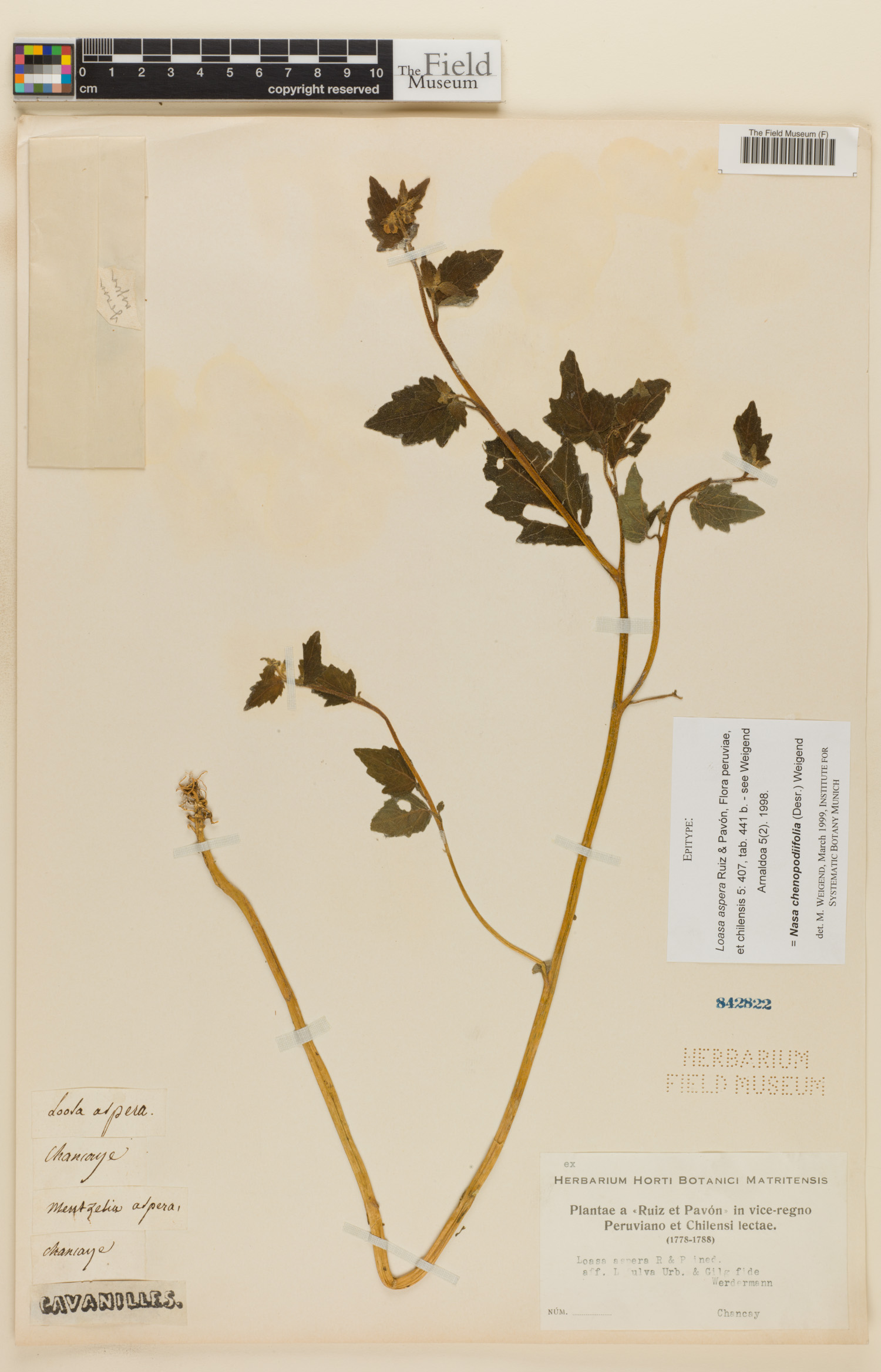 Nasa chenopodiifolia image
