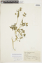 Nasa pteridophylla image