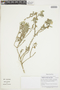 Presliophytum incanum image