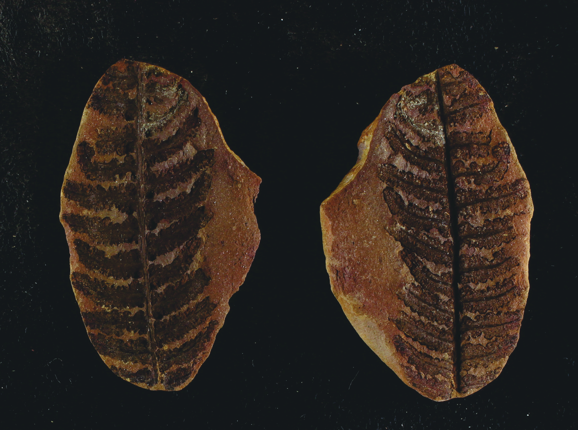 Marattiales