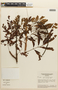 Mimosa echinocaula image