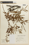 Mimosa elliptica image