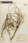 Mimosa ephedroides image