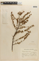 Mimosa farinosa image