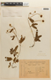 Mimosa flagellaris image