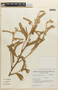 Mimosa flocculosa image