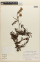 Mimosa foliolosa image