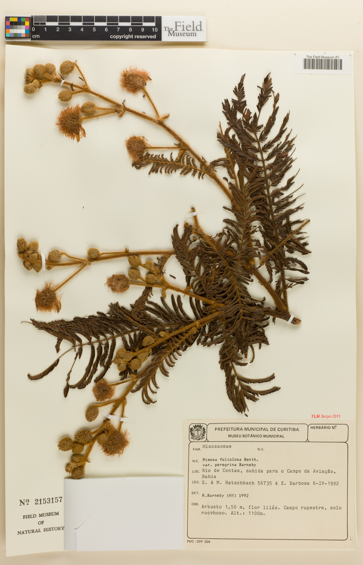 Mimosa foliolosa var. peregrina image