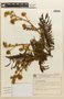 Mimosa foliolosa var. peregrina image
