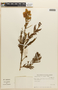 Mimosa foliolosa var. pubescens image