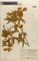 Mimosa furfuracea image