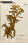 Mimosa furfuracea image
