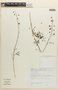 Mimosa gracilis image