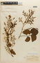 Mimosa guilandinae var. extensissima image